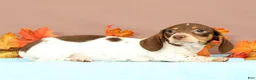 Miniature Dachshund dogs for sale: Autumn - Ad 4