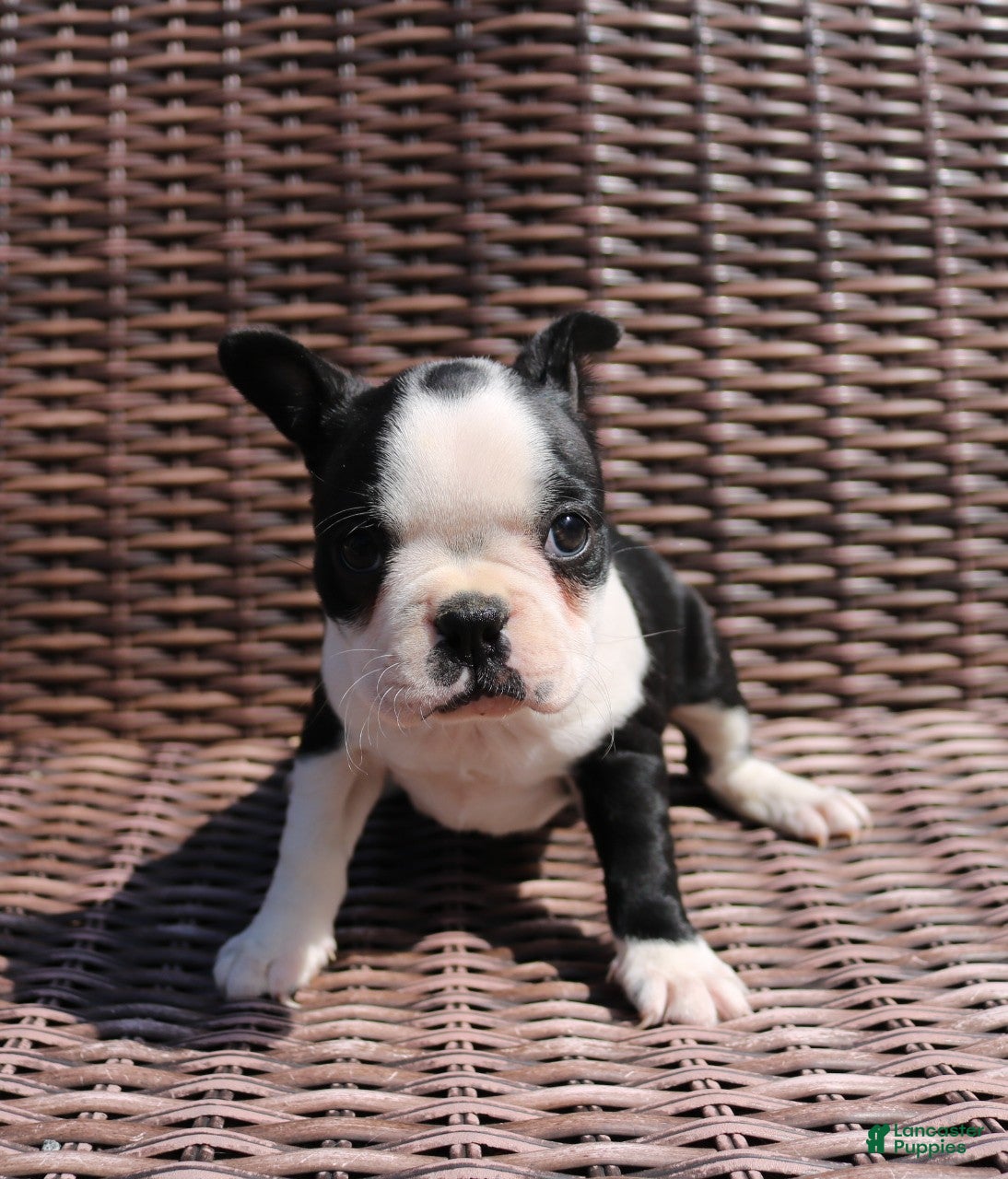 Boston Terrier dogs Carly - Ad 2