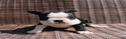 Boston Terrier dogs for sale: Carly - Ad 2
