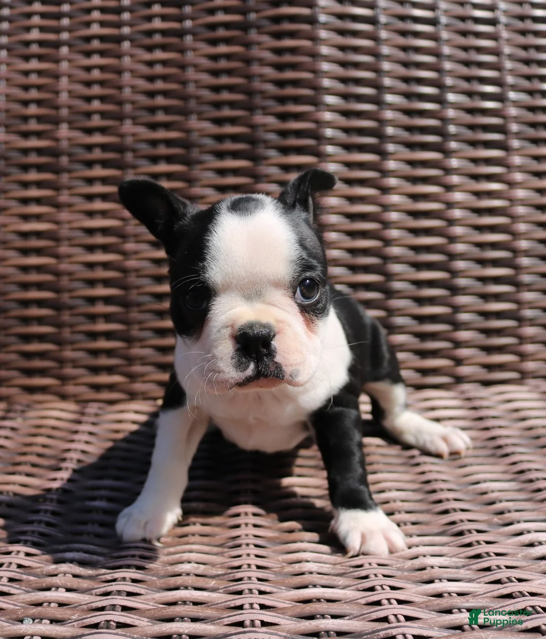 Boston Terrier dogs for sale: Carly - Ad 2