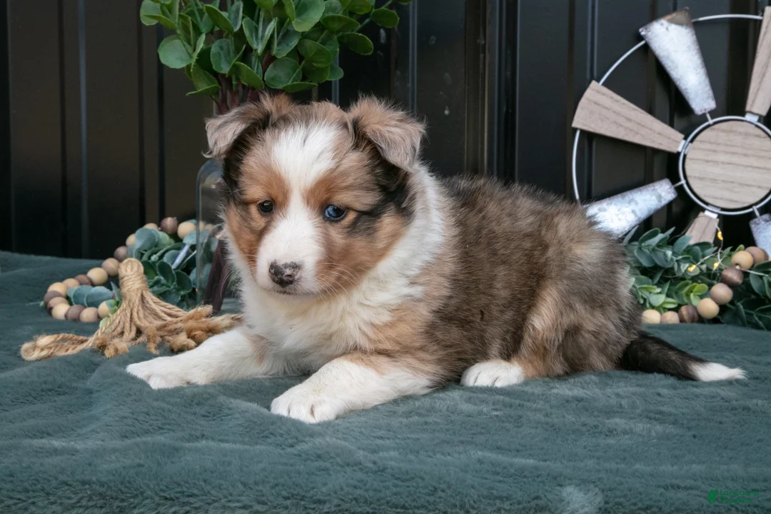 Mixed Breed dogs for sale: Fika - Ad 2