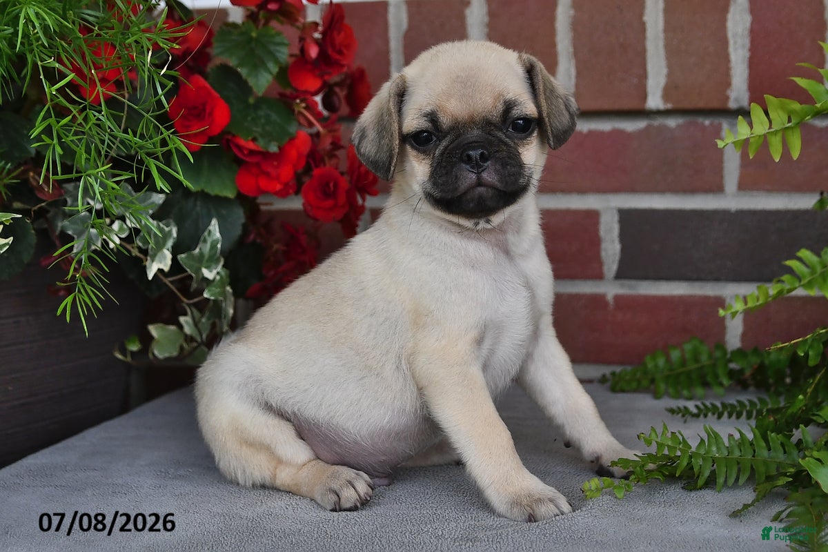 Puggle dogs Cappuccino - Ad 1