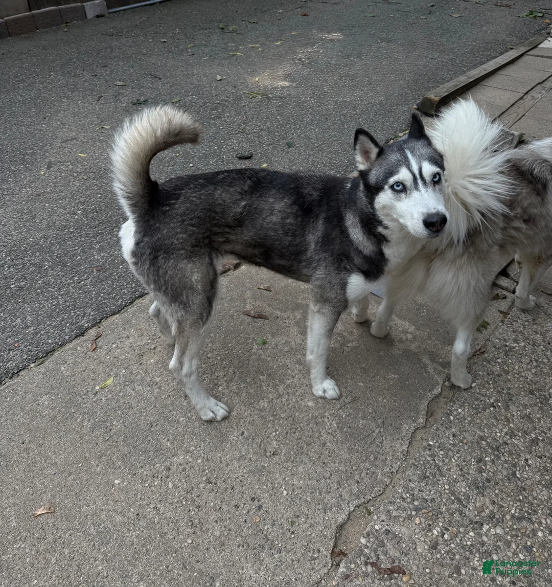 Pomsky dogs for sale: Fin - Ad 2