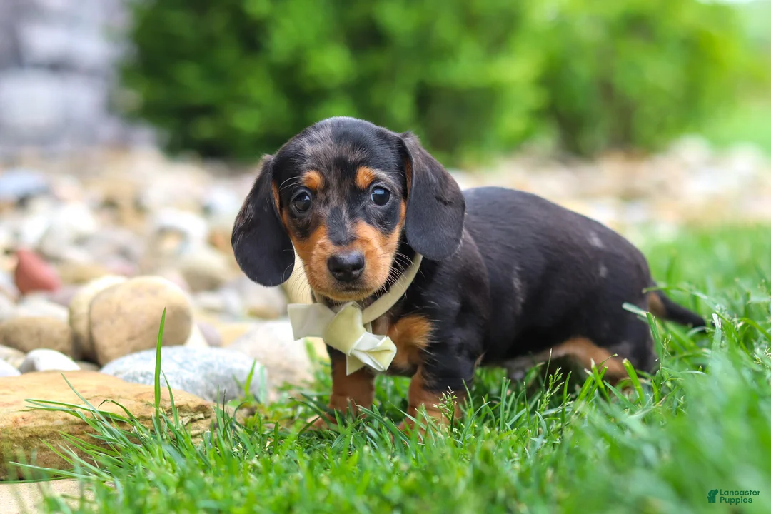 Miniature Dachshund dogs for sale: Anson - Ad 2