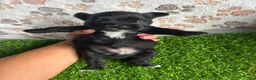 Yorkshire Terrier dogs for sale: Yorkshire Terrier 1 - Ad 7