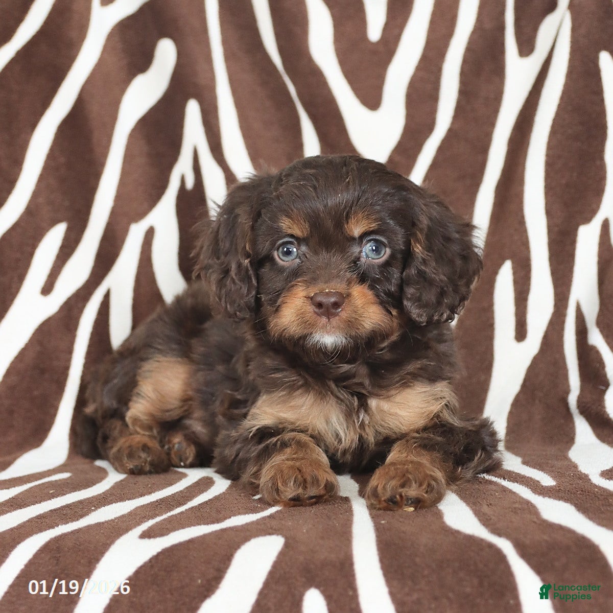 Cavapoo dogs Scout - Ad 2