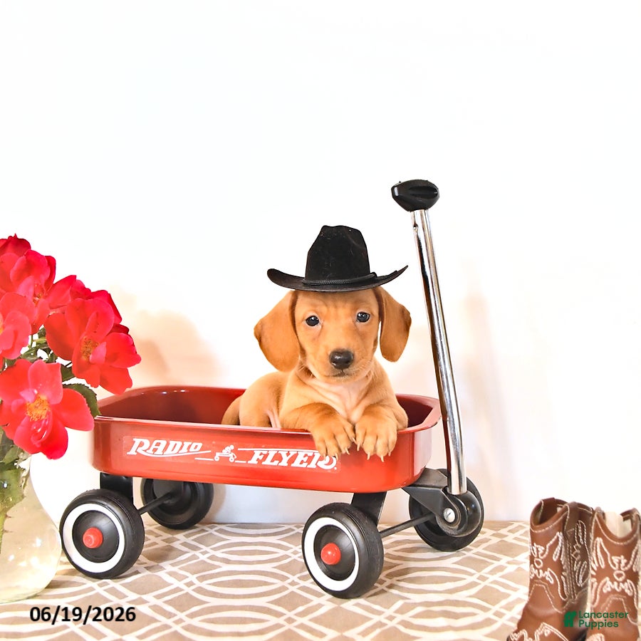 Miniature Dachshund dogs Silas - Ad 2