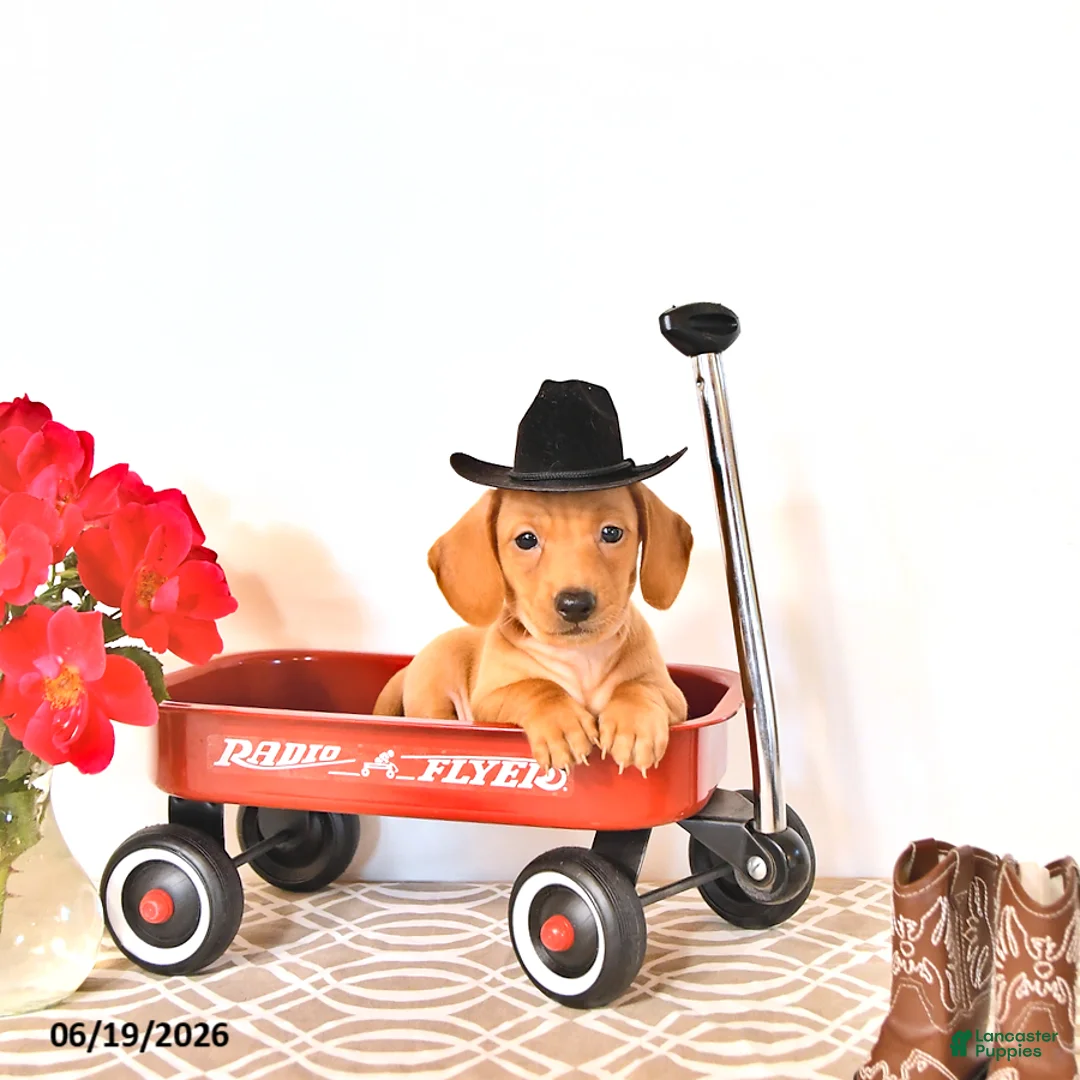 Miniature Dachshund dogs for sale: Silas - Ad 2