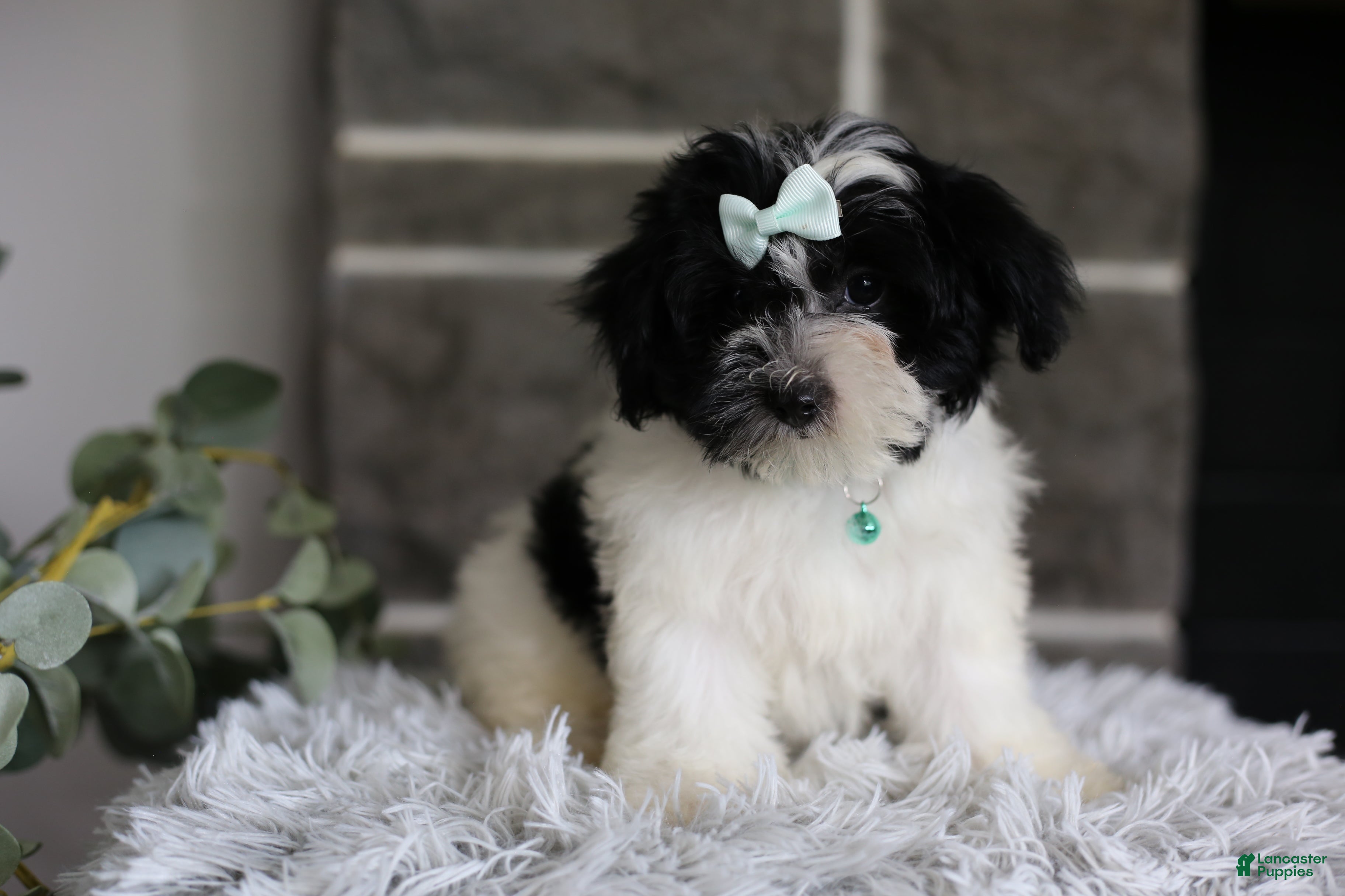 Maltipoo dogs Izzy - Ad 2