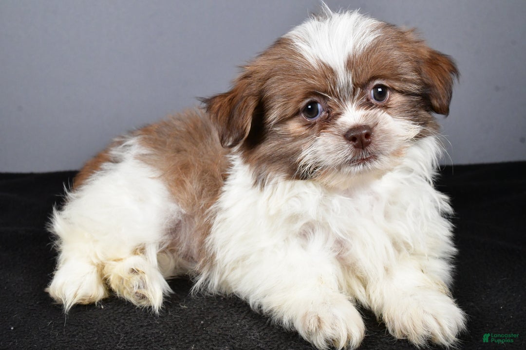 Mixed Breed dogs for sale: Kate - Ad 8