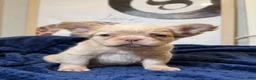 French Bulldog dogs for sale: Beefy - Ad 9