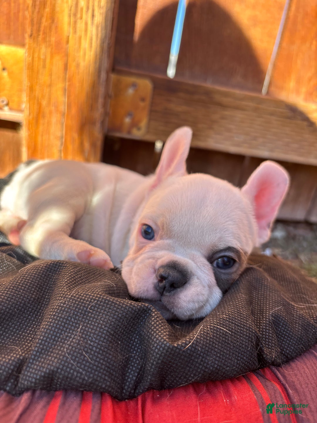 French Bulldog dogs for sale: Maislee - Ad 2