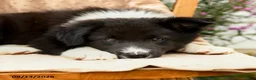 Border Collie dogs for sale: Handsome - Ad 3