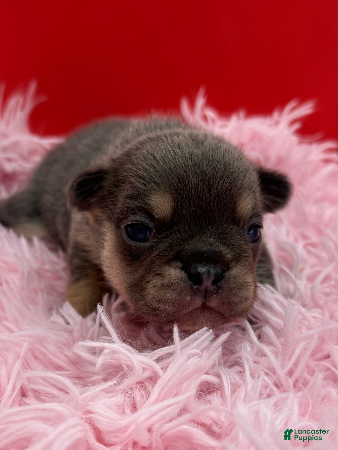 French Bulldog dogs for sale: French Bulldog Puppy 5 - Ad 6