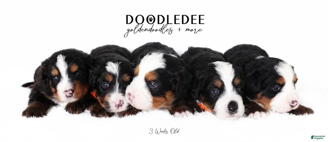 Bernedoodle dogs for sale: Ultra Bernedoodle Puppies - Ad 4