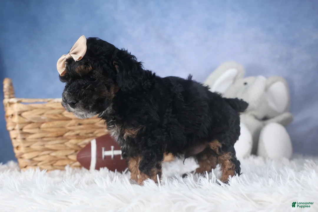 Miniature Poodle dogs for sale: Romeo - Ad 11