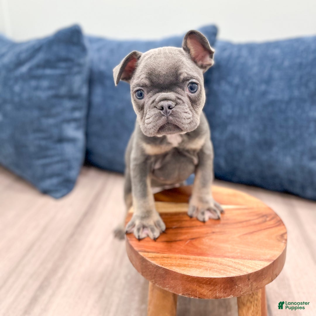 Mixed Breed dogs for sale: Paris - Ad 1