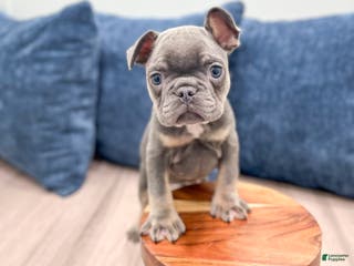 Mixed Breed dogs Paris - Ad 12