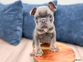 Mixed Breed dogs Paris - Ad 11