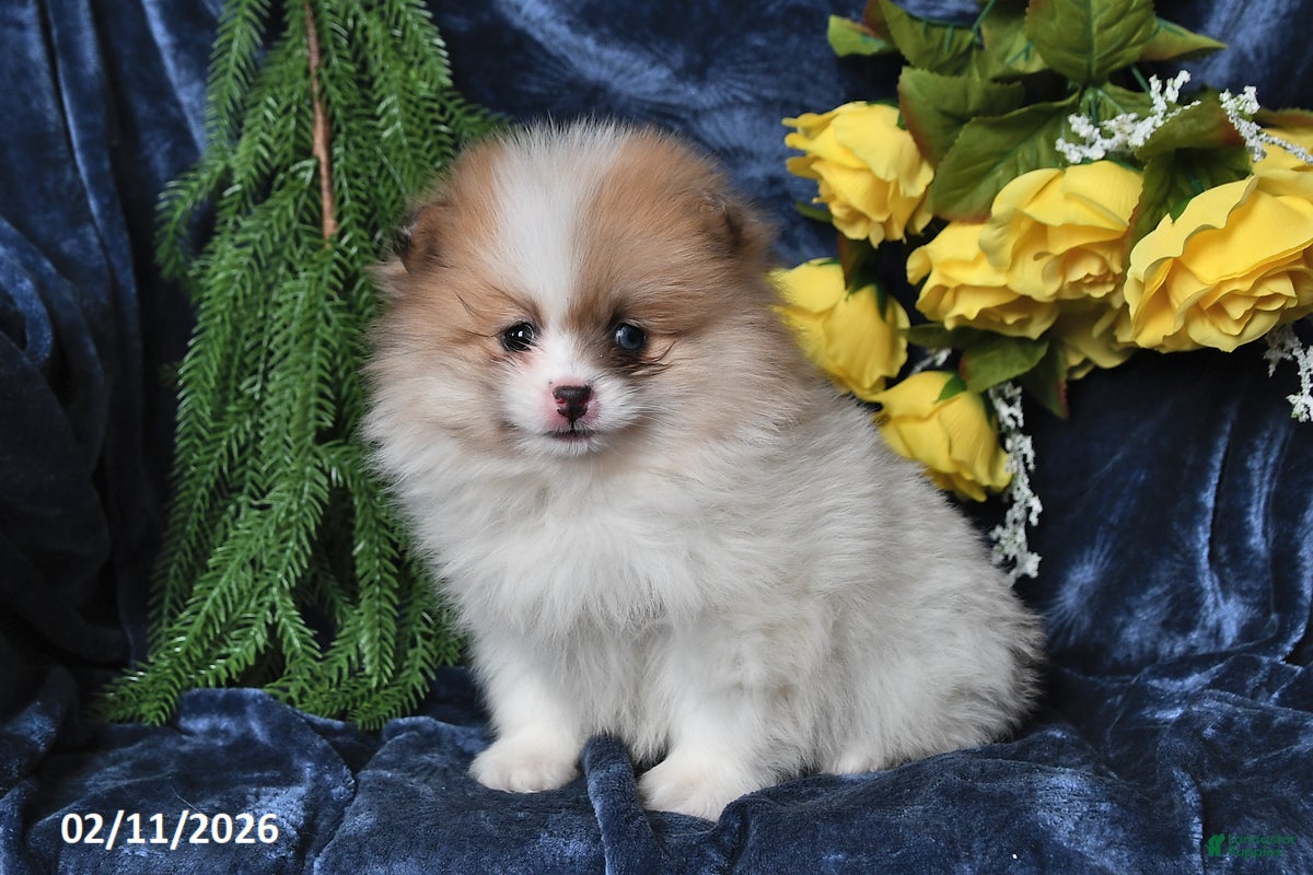 Pomeranian dogs JoJo - Ad 2