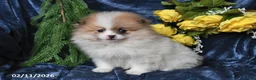 Pomeranian dogs for sale: JoJo - Ad 2