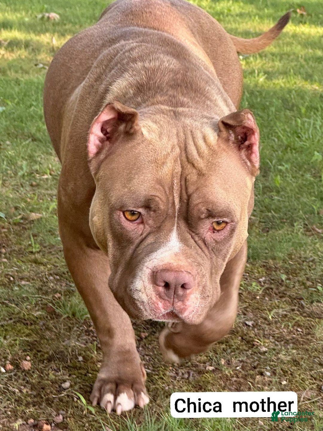 American Bully dogs for sale: Gigi - Ad 4