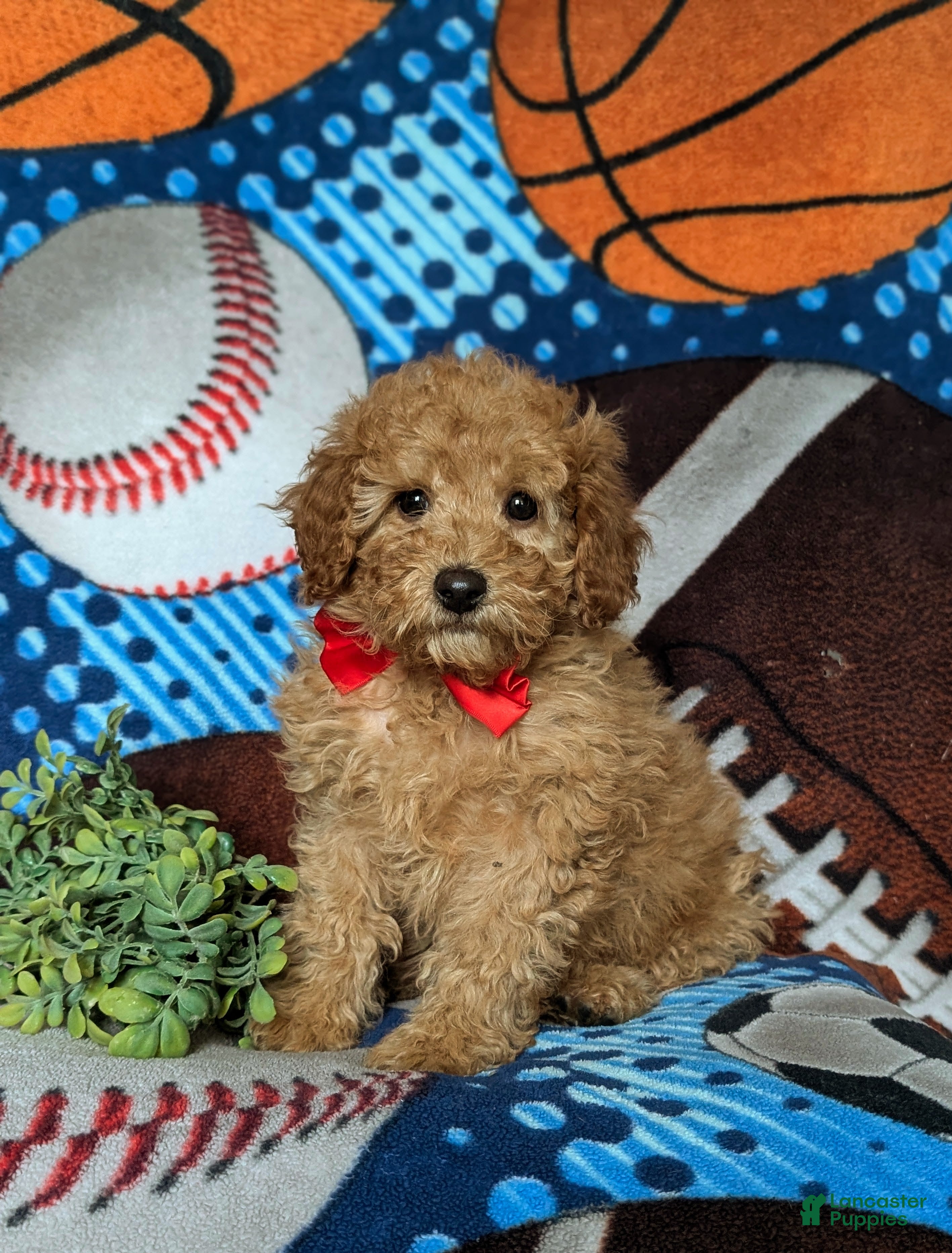 Miniature Poodle dogs Chad - Ad 27
