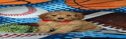 Miniature Poodle dogs for sale: Chad - Ad 1