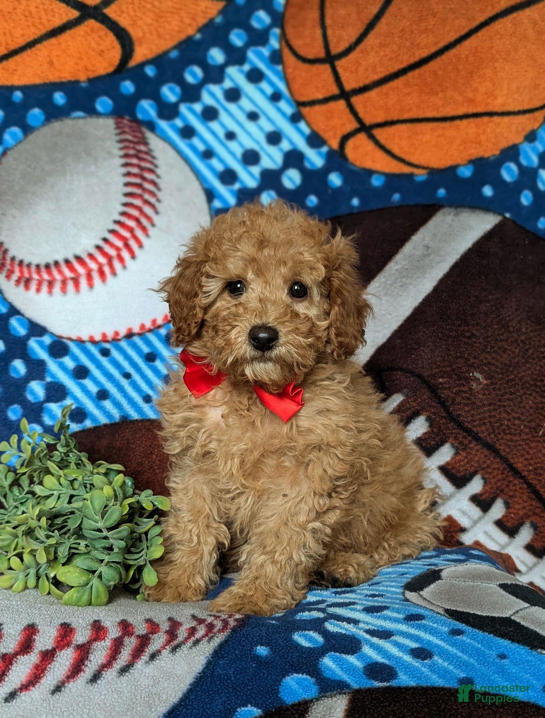 Miniature Poodle dogs for sale: Chad - Ad 1
