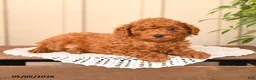 Toy Poodle dogs for sale: Teddy - Ad 3