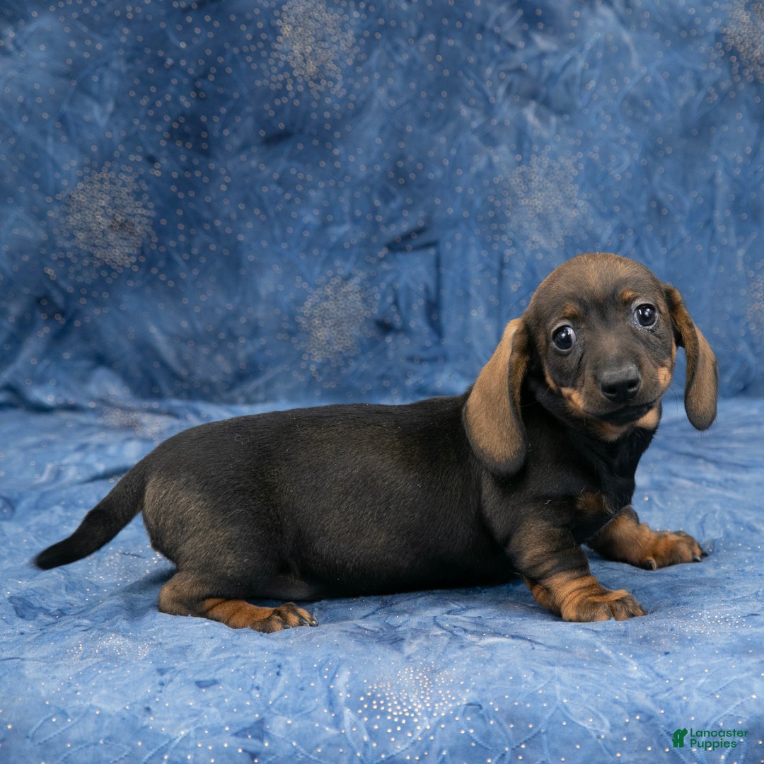 Miniature Dachshund dogs for sale: Darlene - Ad 2