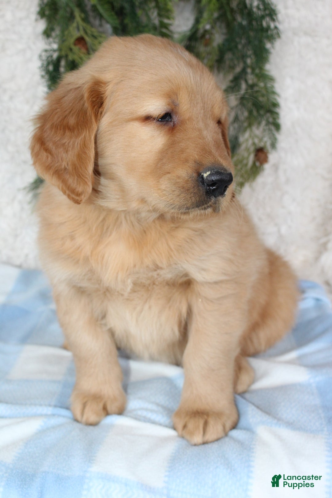 Golden Retriever dogs for sale: Buster - Ad 7