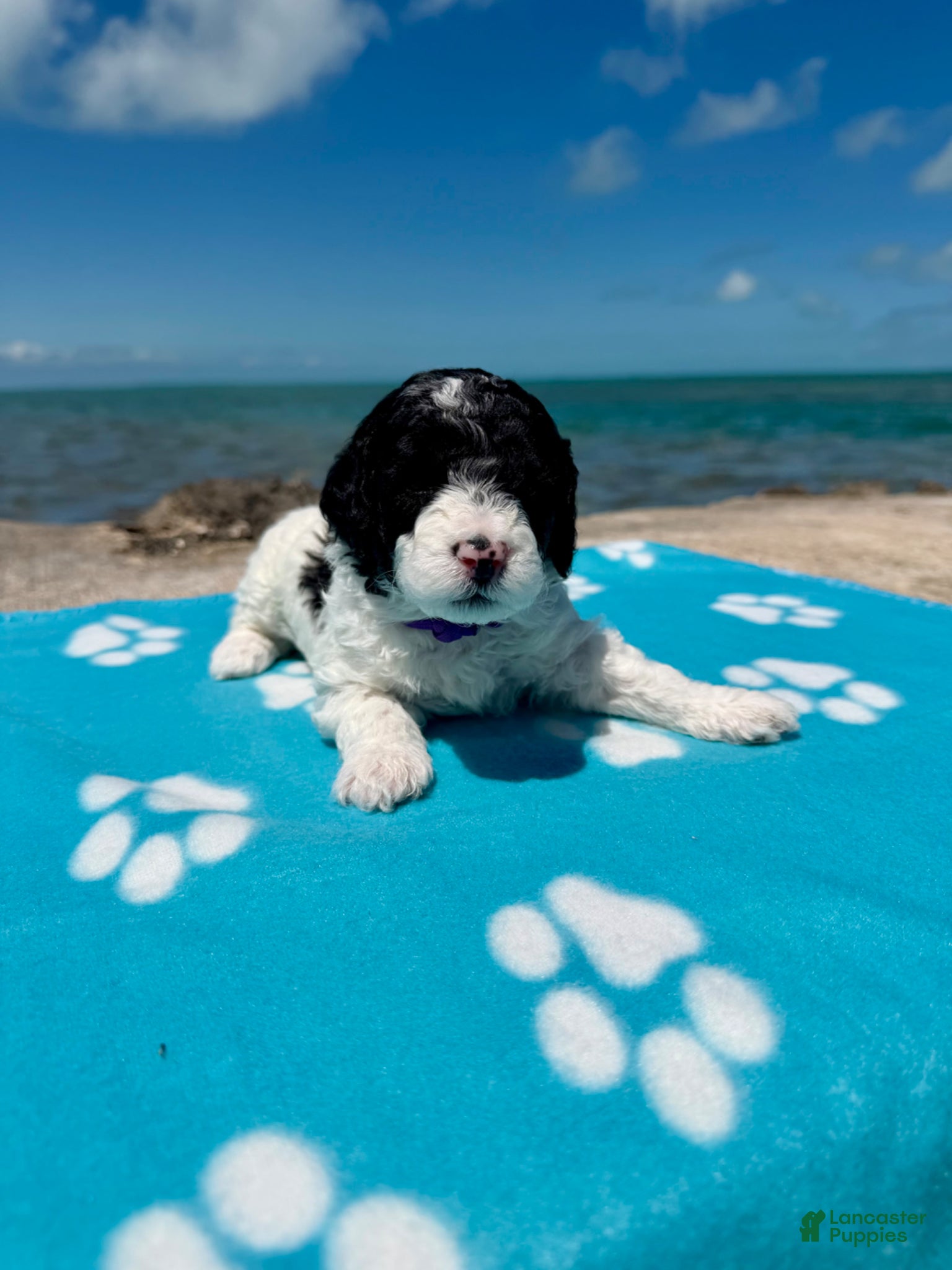 Miniature Poodle dogs Miniature Poodle Purple - Ad 1