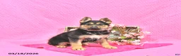 German Shepherd dogs for sale: Sugar - Ad 1