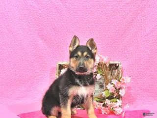 German Shepherd dogs for sale: Sugar - Ad 1