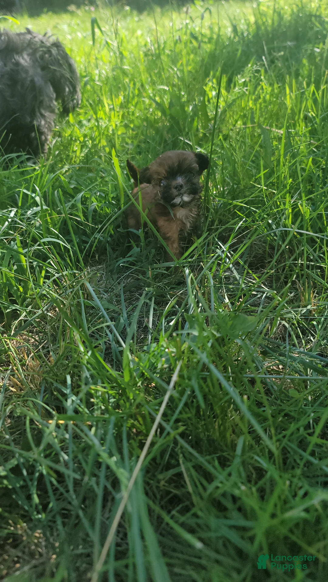Shihpoo dogs for sale: Roxy - Ad 28