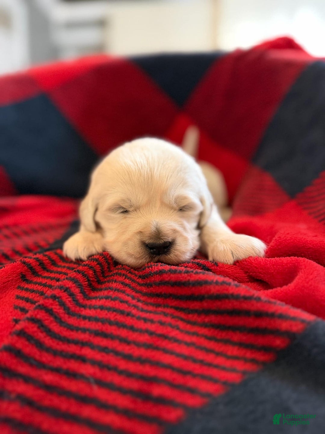 Golden Retriever dogs for sale: Staci - Ad 2