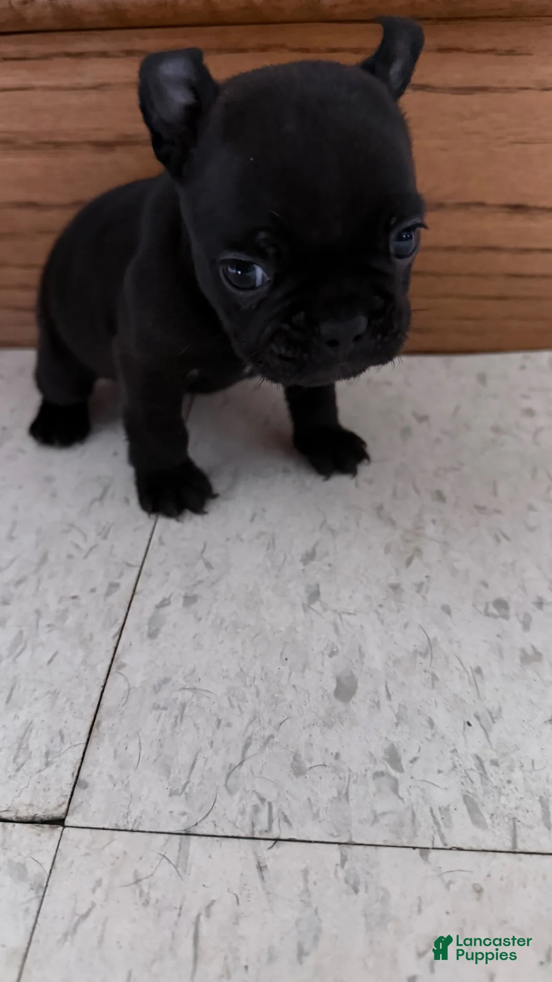 French Bulldog dogs for sale:     Black Frenchie Girl - Ad 9