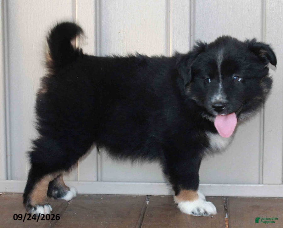 Mixed Breed dogs Clayton - Ad 2