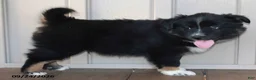 Mixed Breed dogs for sale: Clayton - Ad 2