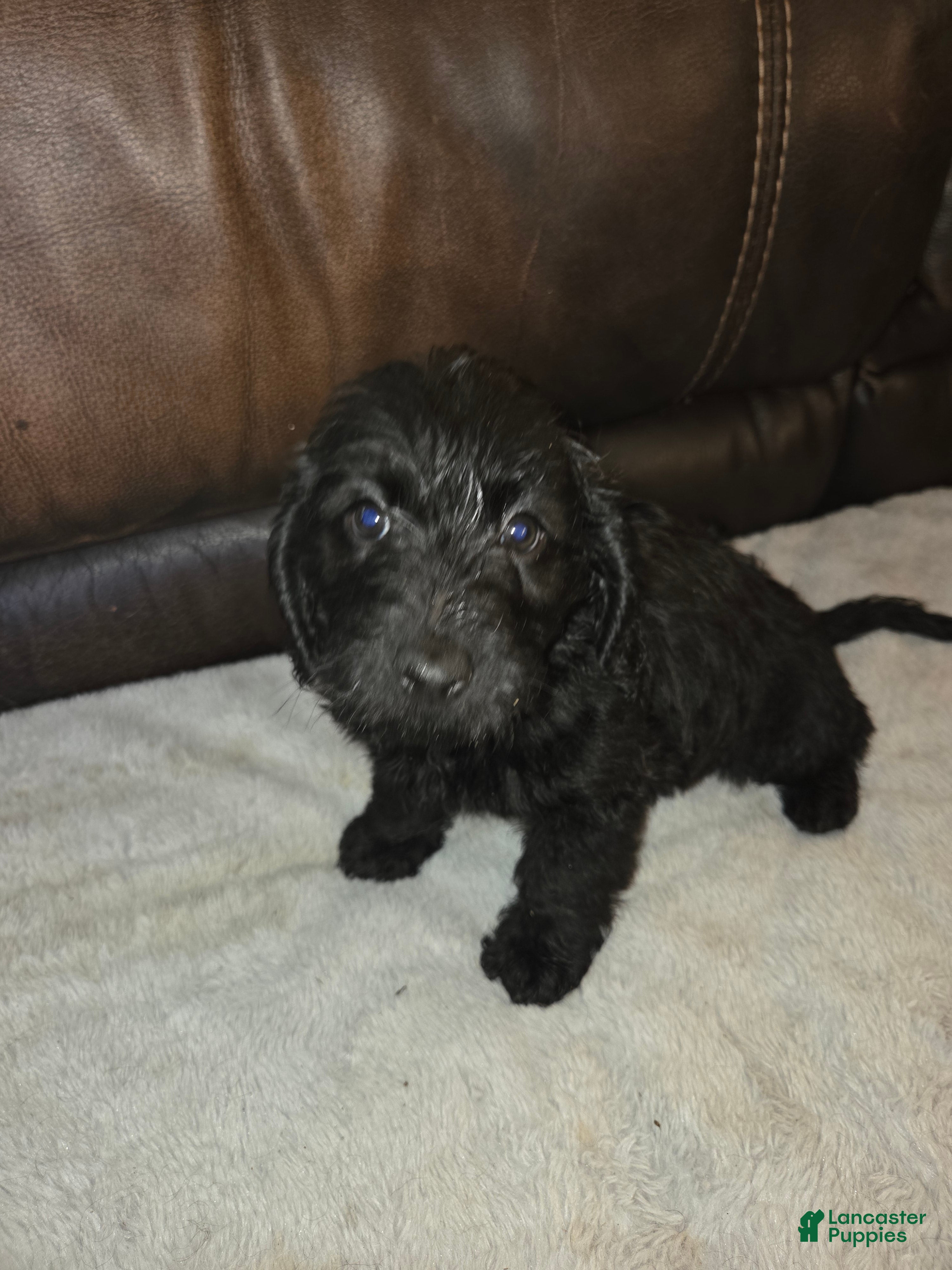 Mixed Breed dogs Clyde - Ad 30
