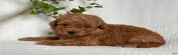 Mini Goldendoodle dogs for sale: Mini Goldendoodle 2 - Ad 8