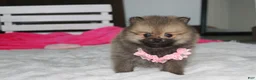 Pomeranian dogs for sale: Zoey - Ad 9