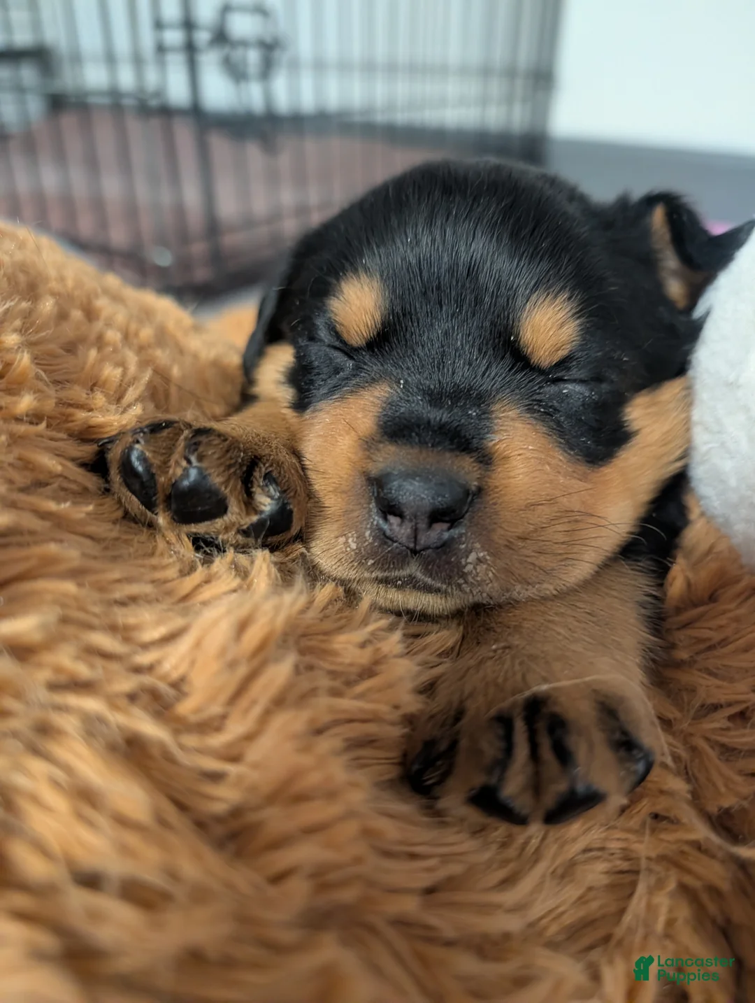Rottweiler dogs for sale: Rottweiler Puppy 7 - Ad 10