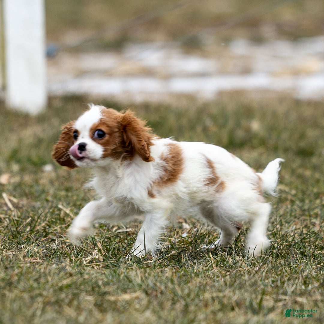 Cavalier King Charles Spaniel dogs for sale: Zina - Ad 4