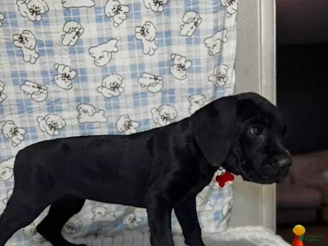Cane Corso dogs for sale: panthera - Ad 1