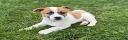 Mixed Breed dogs for sale: Blue - Ad 2