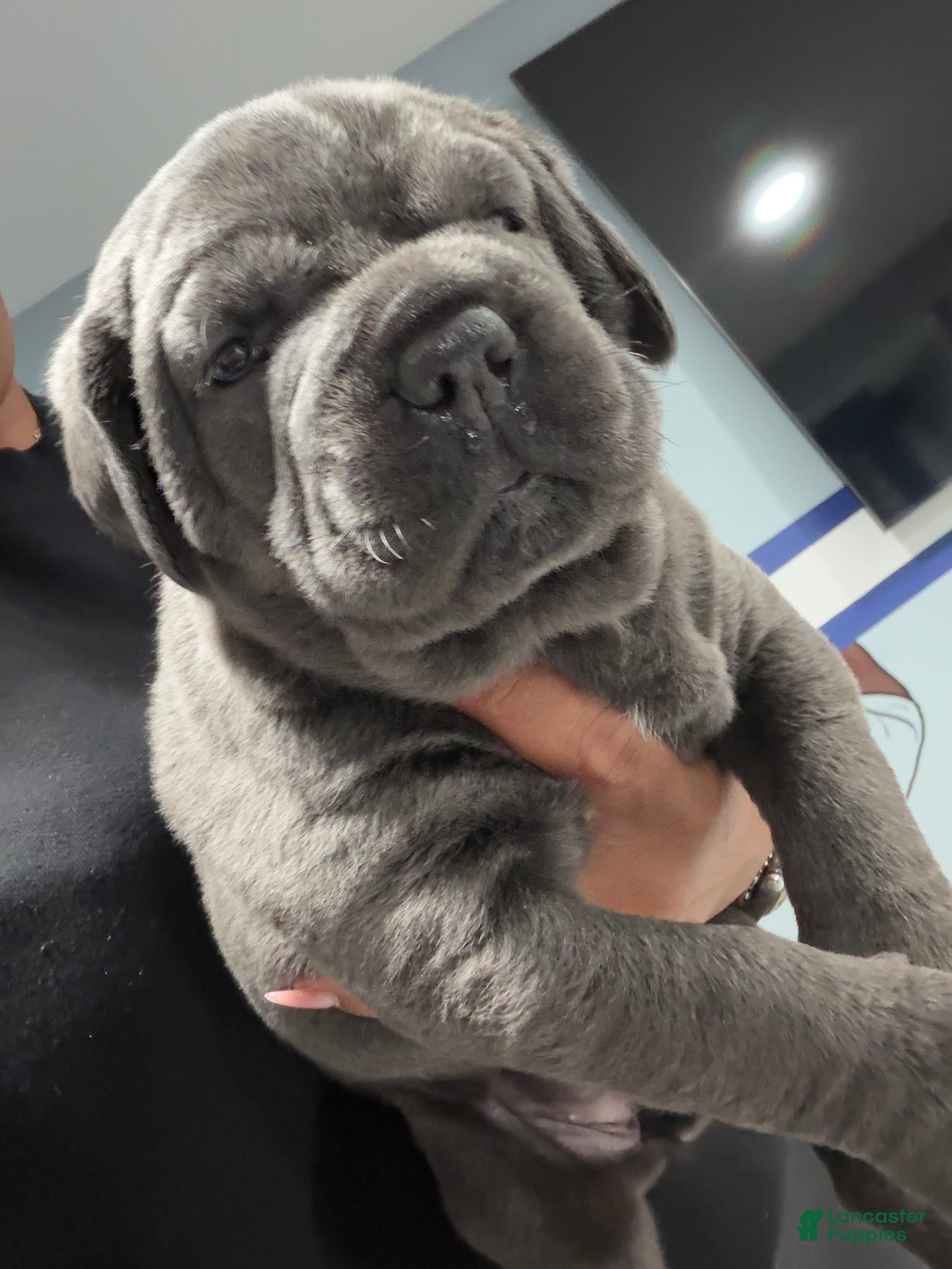 Cane Corso dogs for sale: Cane Corso Puppy 4 - Ad 2