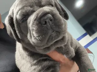 Cane Corso dogs Cane Corso Puppy 4 - Ad 5
