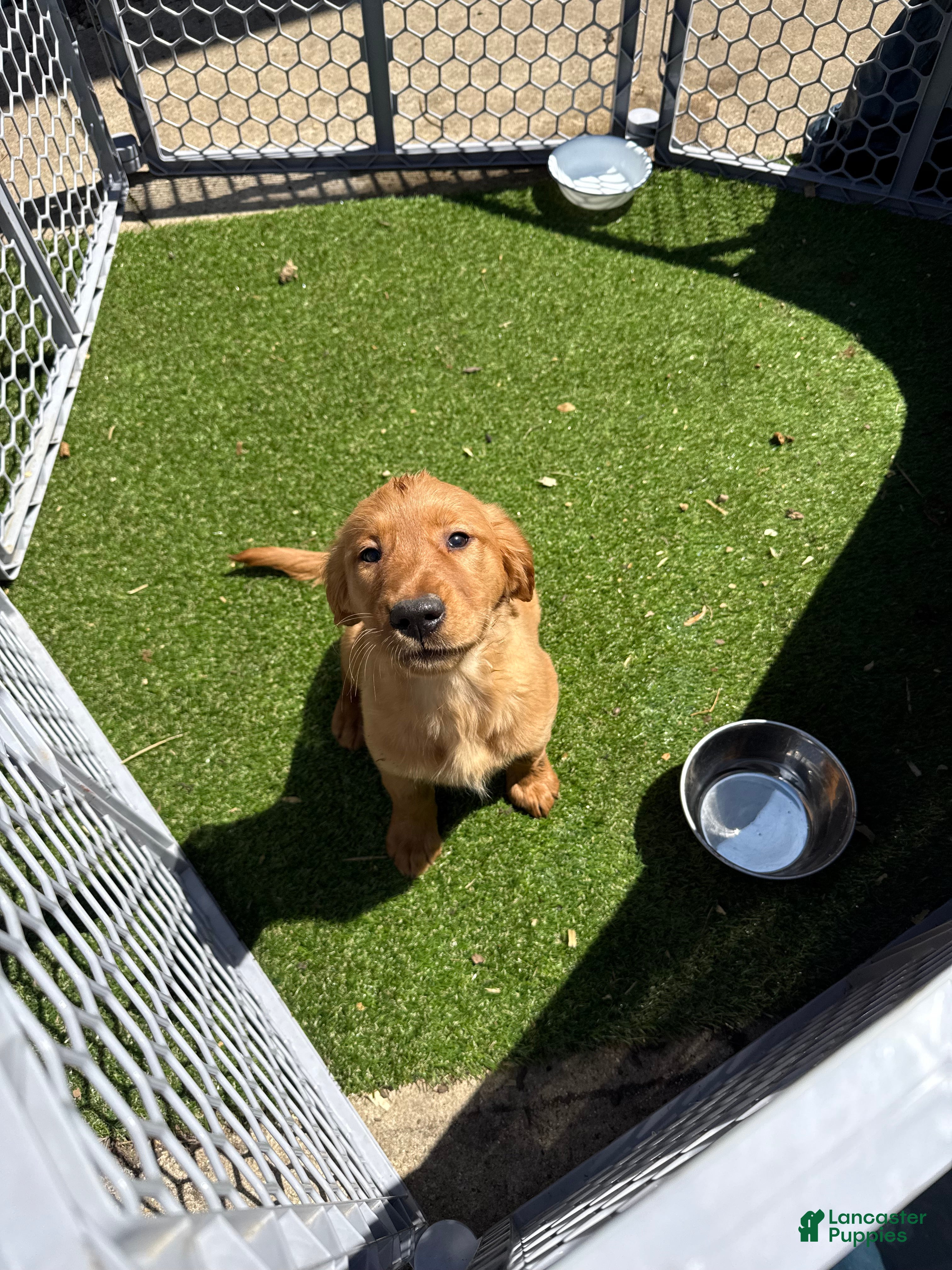 Golden Retriever dogs Golden Retriever Puppy 2 - Ad 12